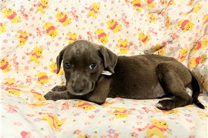 Gina - American Pit Bull Terrier for sale