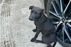 Georgina - puppy for sale