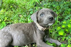 Gabby - American Pit Bull Terrier for sale