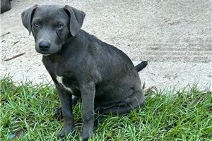 Gabby - American Pit Bull Terrier for sale