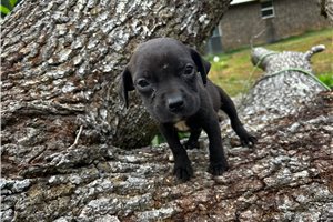 Gavin - puppy for sale