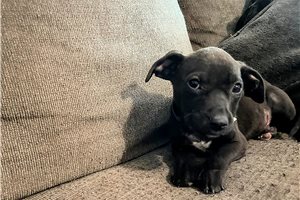 George - American Pit Bull Terrier for sale