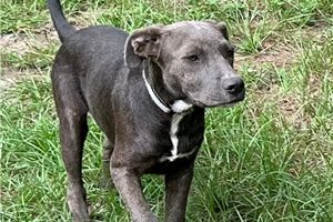 Gonzo - puppy for sale
