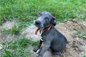 Grayson - American Pit Bull Terrier for sale