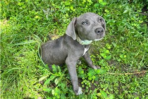 Gale - American Pit Bull Terrier for sale