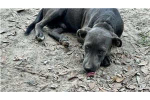 Gonzo, a American Pit Bull Terrier puppy