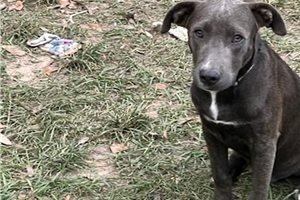 Gonzo, a American Pit Bull Terrier puppy