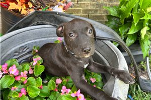 George - American Pit Bull Terrier for sale