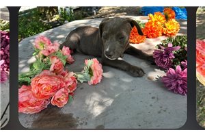 Gale - American Pit Bull Terrier for sale