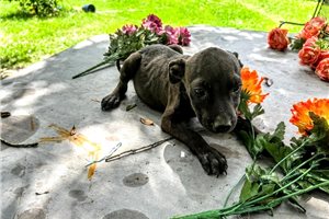 Georgina - American Pit Bull Terrier for sale