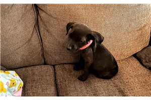 Georgina - American Pit Bull Terrier for sale