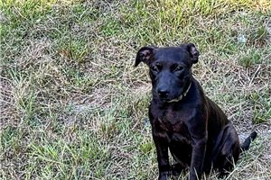 Georgina - American Pit Bull Terrier for sale