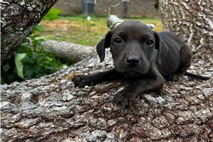George - American Pit Bull Terrier for sale