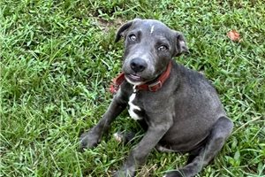 Grayson - American Pit Bull Terrier for sale
