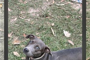 Gina - American Pit Bull Terrier for sale