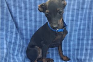 Andy - Miniature Pinscher for sale