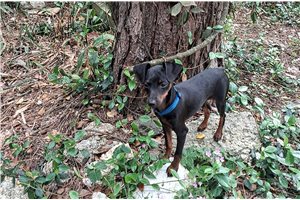 Andy - Miniature Pinscher for sale