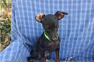 Andy - Miniature Pinscher for sale
