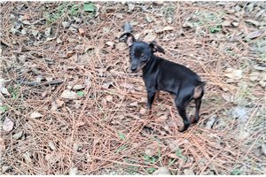 Jojo - Miniature Pinscher for sale