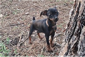 Pepe - Miniature Pinscher for sale