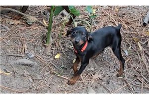 Giaa - Miniature Pinscher for sale