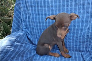 Penny - Miniature Pinscher for sale