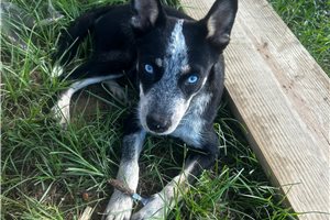 Holly - Mixed/Other for sale