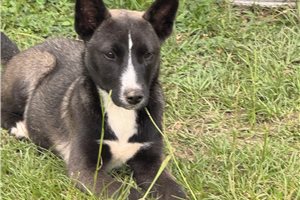 Heidi - Mixed/Other for sale