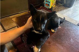 Hannah - Mixed/Other for sale