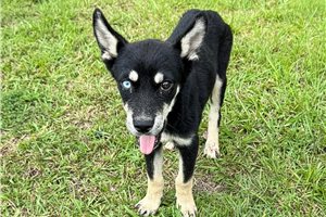 Harper - Mixed/Other for sale