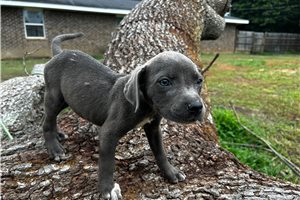 Gina - puppy for sale
