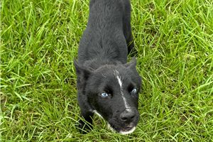 Hopper - Mixed/Other for sale