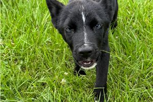 Haden - Mixed/Other for sale