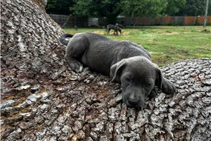 Gabby - puppy for sale