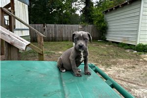 Grayson - puppy for sale