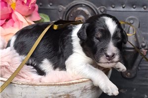 Mason - Springerdoodle for sale