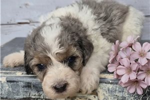 Monroe - Springerdoodle for sale
