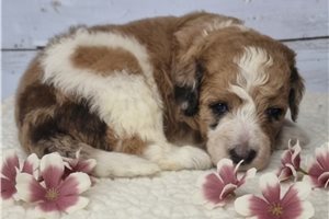 Lucia - Springerdoodle for sale