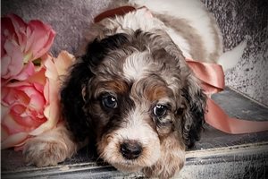 Destiny - puppy for sale