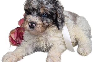 Meeko - Springerdoodle for sale