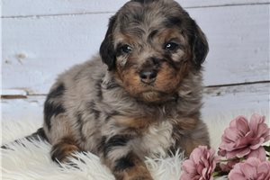 Magnolia - Springerdoodle for sale
