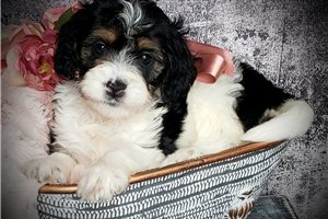 Darla - puppy for sale