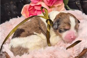 Leon - Springerdoodle for sale