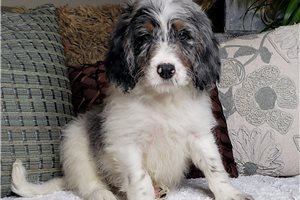 Devon - puppy for sale