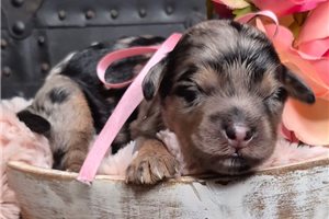 Marlena - Springerdoodle for sale