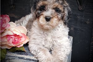 Dawson - Springerdoodle for sale