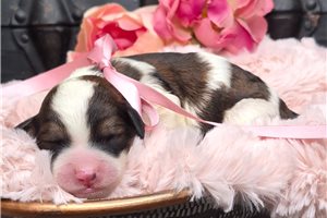 Louisa - Springerdoodle for sale