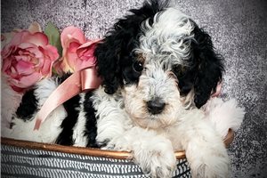 Dolly - puppy for sale