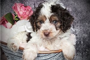 Damien - puppy for sale