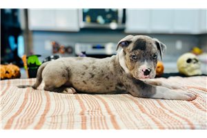 Washington - puppy for sale